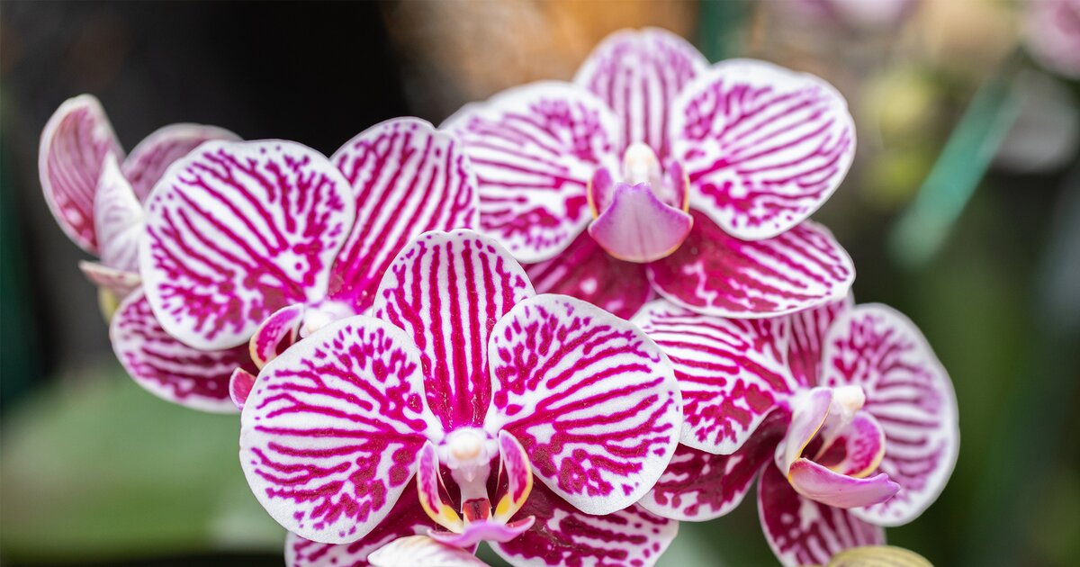 Orchideen düngen Der beste Dünger ist eine Backzutat