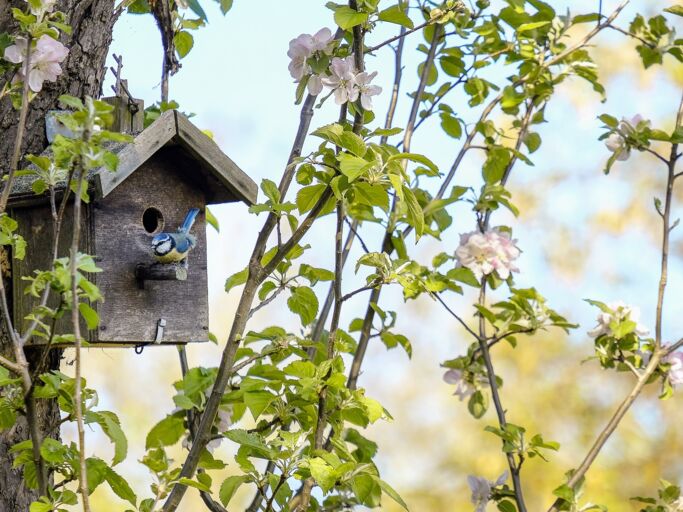 Ein Nistkasten im Baum wird von einem blauen Vogel besucht