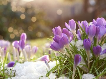 Krokusse in einer Wiese, auf der noch die letzten Reste Schnee liegen. 