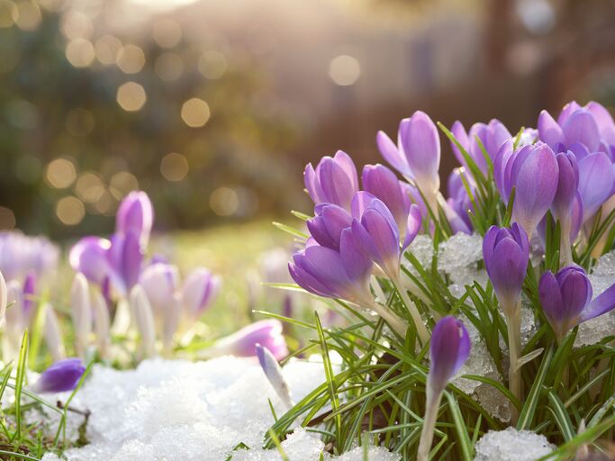 Krokusse in einer Wiese, auf der noch die letzten Reste Schnee liegen. 