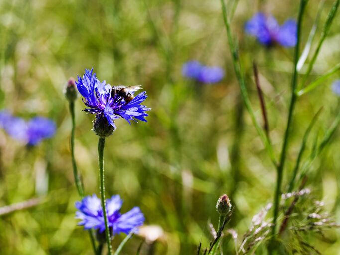 Violette Flockenblüte mit Biene | © AdobeStock/ isavira