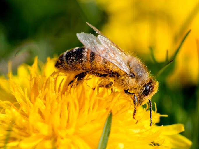 Biene auf farbenfroher Löwenzahn-Blüte | © AdobeStock/ SteveMC