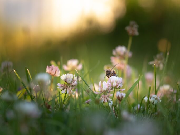 Blumenwiese mit einer Biene im Sonnenuntergang