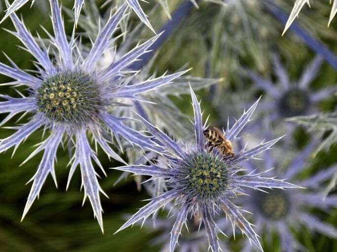 Eisblauer Edeldistel von oben fotografiert | © AdobeStock/ christiane65