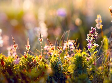 Blumenwiese im Sonnenschein