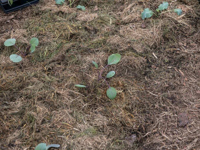 Rotkohl-Jungpflanzen in einem Beet mit Flächenkompost.
