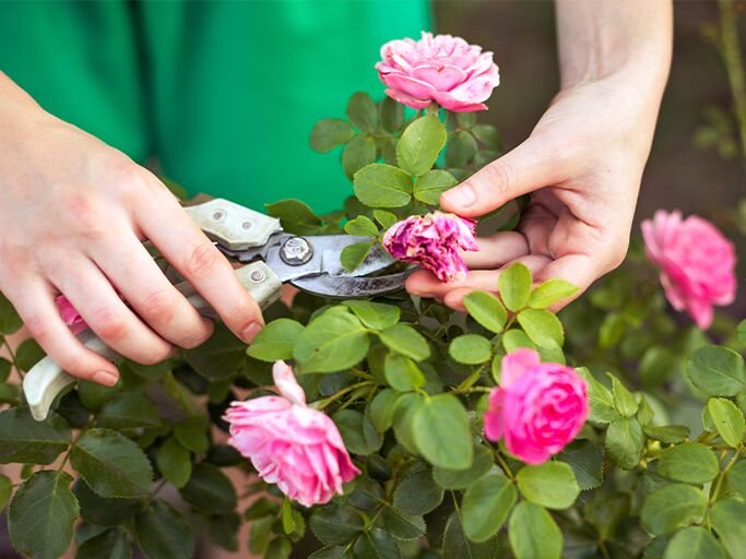 Frau schneidet Rosen