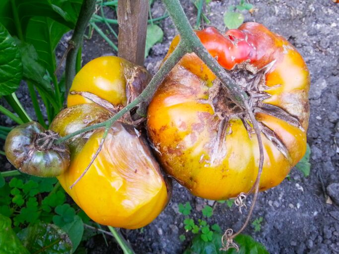 Von Braunfäule befallene Tomaten