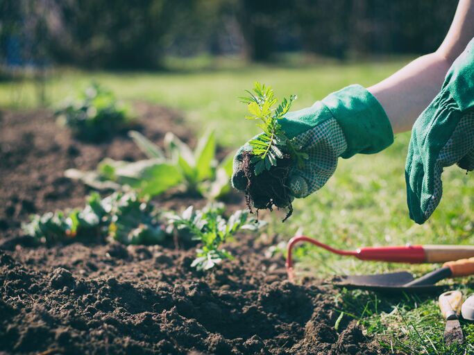 Gartenarbeit mit Schaufel in Nahaufnahme