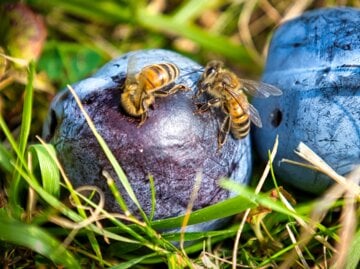 Zwei Bienen sitzen auf reifen, blauen Pflaumen im Gras und sammeln Saft unter warmem Sonnenlicht.