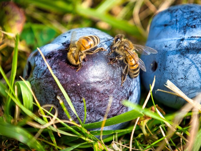 Zwei Bienen sitzen auf reifen, blauen Pflaumen im Gras und sammeln Saft unter warmem Sonnenlicht.