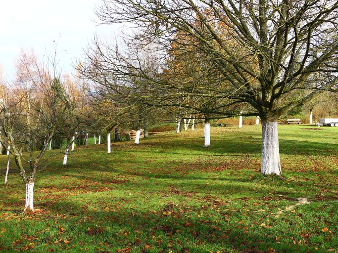 Obstbäume mit weiß gestrichenen Stämmen stehen auf einer herbstlichen Wiese, die mit buntem Laub bedeckt ist.