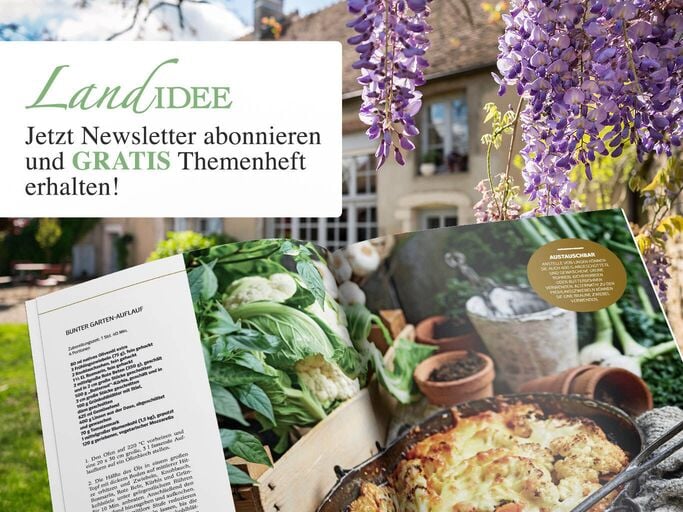 Ein Rezeptheft zeigt ein Gericht mit Blumenkohl-Auflauf vor frischen Zutaten wie Gemüse und Kräutern, eingerahmt von lila Glyzinien.