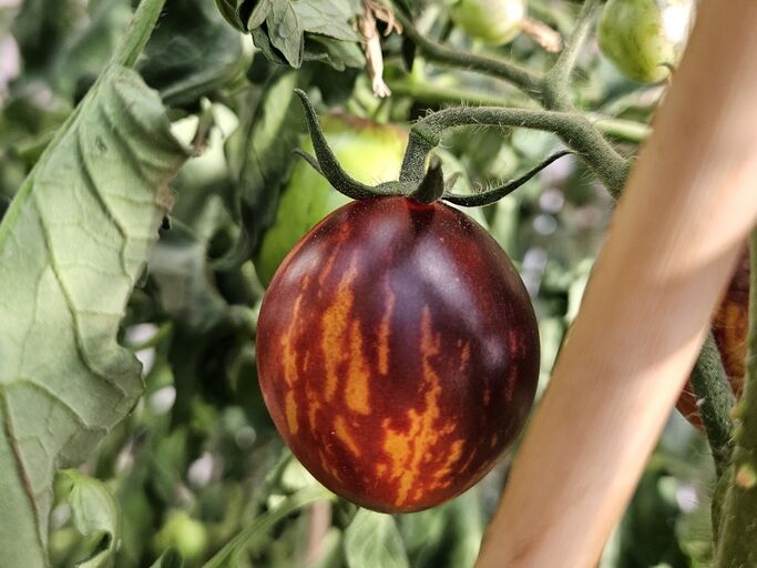 Eine rote Tomate mit gelben und orangen Streifen.  | © Copyright: Mattias Nemeth