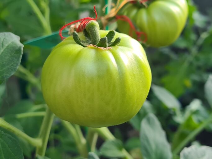 Zwei grüne Tomate hängen an Schnüren, umgeben von kräftigen Blättern in einem Gewächshaus.