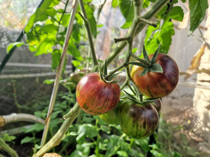 Fünf Tomaten in verschiedenen Reifegraden. Die reifen sind rot, gelb, orange, lila und grün.
