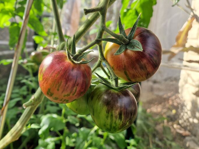 Fünf Tomaten in verschiedenen Reifegraden. Die reifen sind rot, gelb, orange, lila und grün.