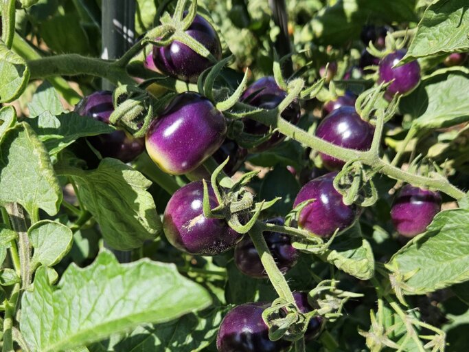 Eine noch unreife Tomate die in großen Frucht-Trauben mit lila Tomaten wächst.