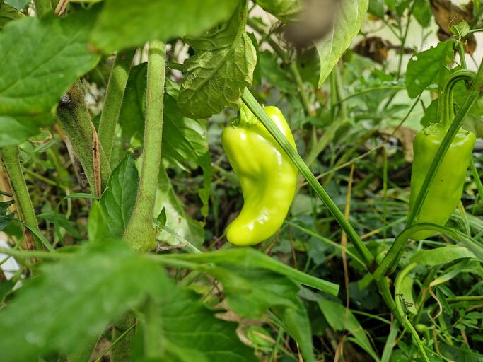 Eine hellgrüne Paprika zwischen den Zweigen | © Copyright: Mattias Nemeth