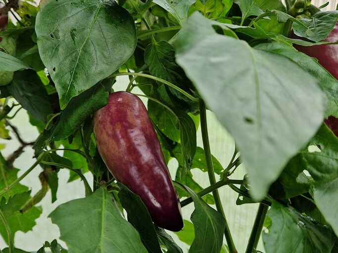 Drei Paprika in rötlich, violetten Färbung an einer Paprikapflanze. | © Copyright: Mattias Nemeth