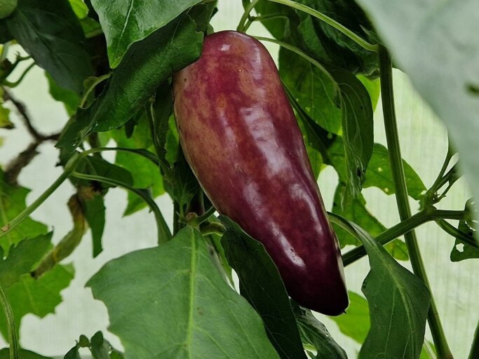 Drei Paprika in rötlich, violetten Färbung an einer Paprikapflanze.