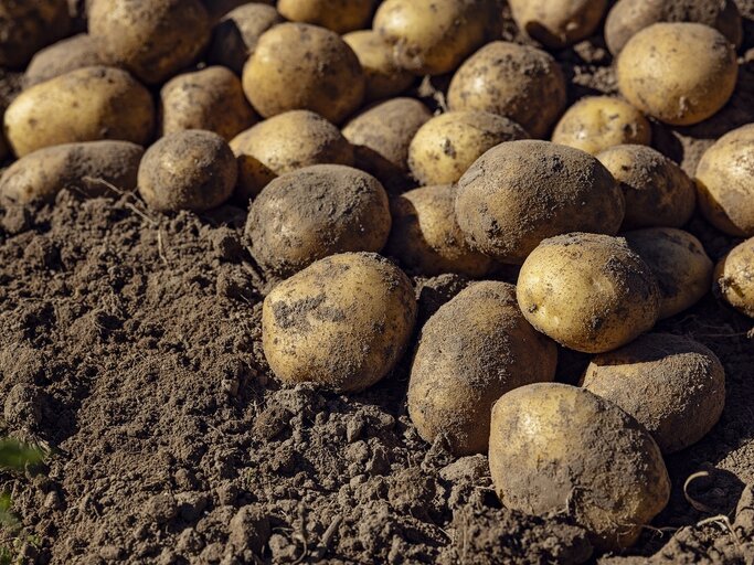 Ausgegrabene Kartoffeln liegen in der Erde