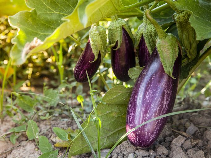 Eine Auberginenpflanze mit violetten Früchten die leichte weiße Streifen hat