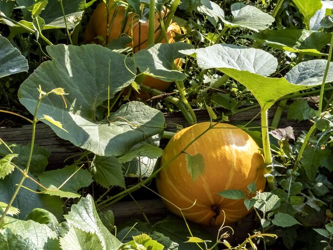 ein ausgewachsener Kürbis liegt im Beet