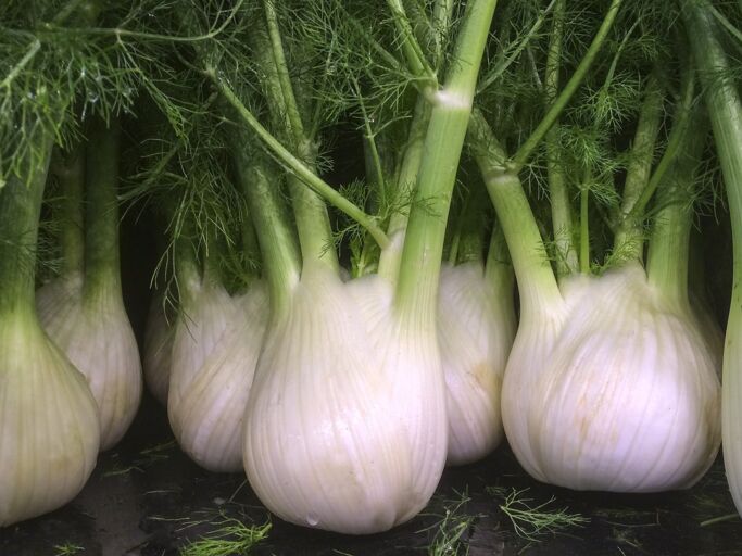 Mehrere Knollenfenchel stehen im Beet nebeneinander