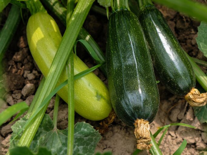 Mehrere Zucchini liegen im Beet