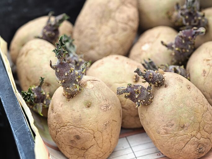 Kartoffeln mit großen Keimen | © Getty Images/ Jackie Blen