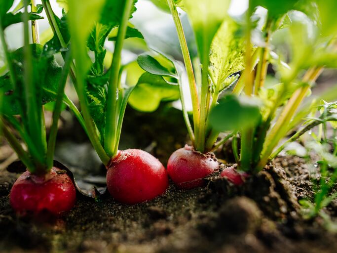 Vier rote Radieschen auf einem Beet im Sonnenschein.