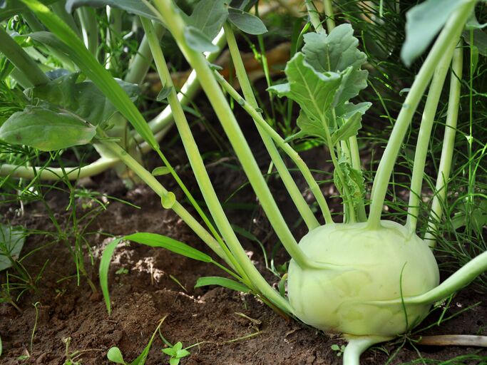 Reife Kohlrabiknolle im Beet 