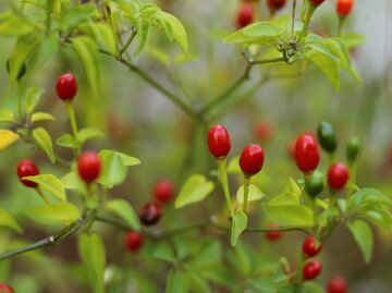 Kleine rote Beeren an einem Strauch Wildchilis.