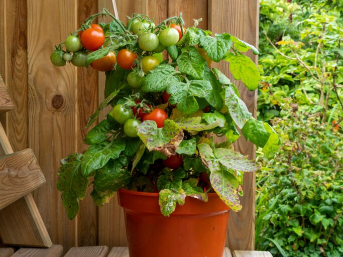 Eine kleine, rotfrüchtige Tomate in einem braunen Topf auf einer Holzplattform. 