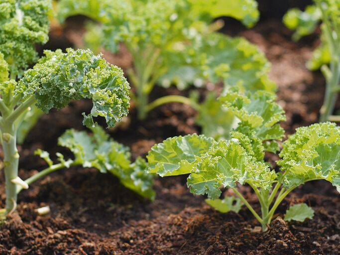 Grünkohlköpfe in einen Beet im Sonnenschein