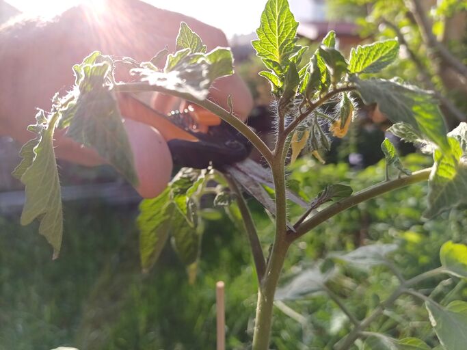 Eine Tomate mit den ersten Geiztrieben, die gerade mit einer orangenen Schere abgeschnitten werden