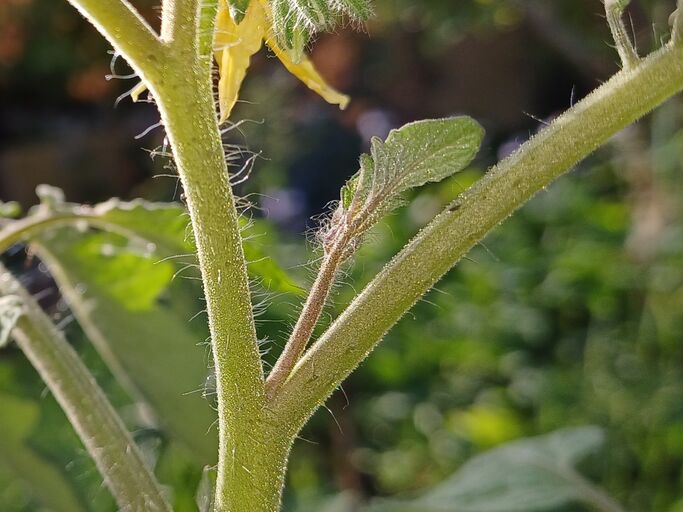 Ein Tomaten-Geiztrieb im Sonnenschein.  | © Mattias Nemeth