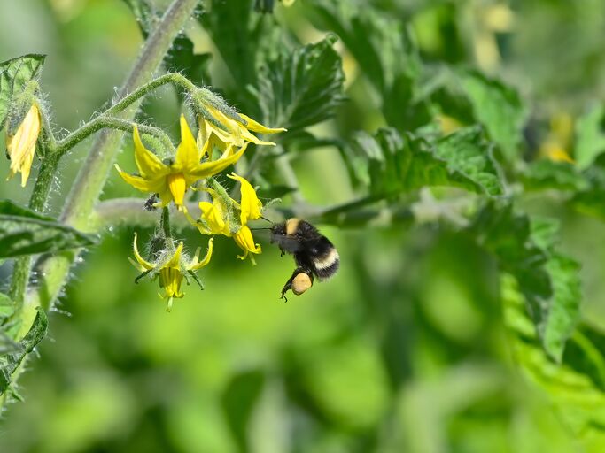 Eine noch fliegende Hummel bestäubt eine Tomatenblüte im Garten.