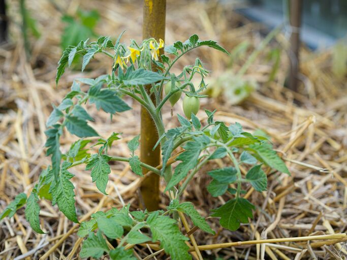 Tomatenbeet, welches mit Stroh gemulcht wird