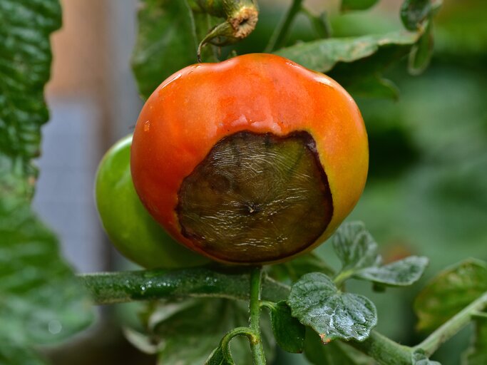 Eine reife Tomate an der Pflanze zeigt eine große bräunliche Faulstelle, während im Hintergrund grüne Blätter zu sehen sind.