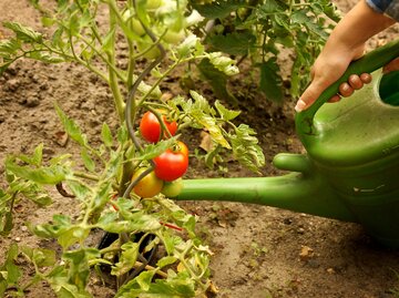 Nahaufnahme einer Tomatenpflanze mit roten und grünen Tomaten, die von einer Hand mit einer grünen Gießkanne bewässert wird.