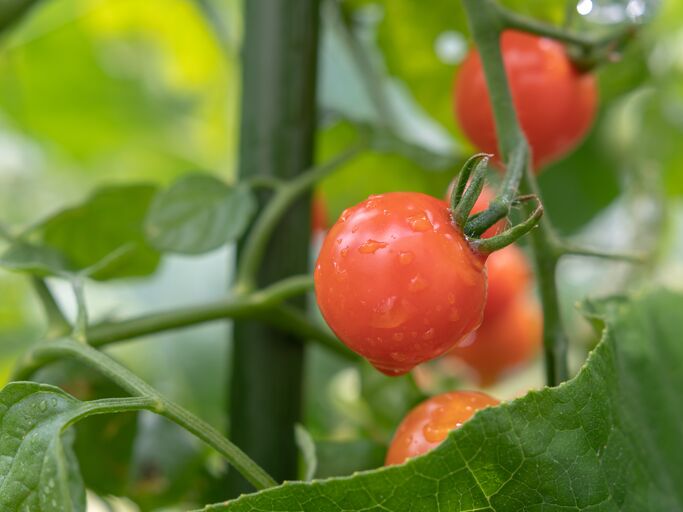 Nahaufnahme einer leuchtend roten Tomate mit Wasserperlen, umgeben von grünen Blättern und Stielen. | © Tobias / stock.adobe.com