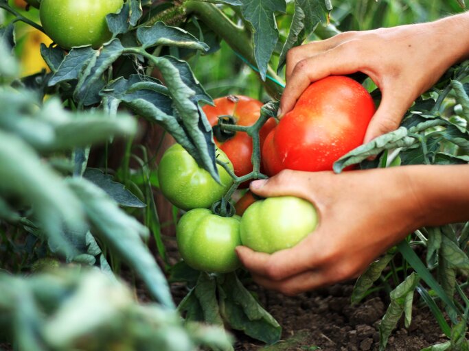 Nahaufnahme von Händen, die eine reife Tomate von einem Strauch mit grünen Tomaten und üppigen Blättern pflücken.
