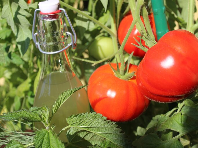 Rote Tomaten und eine Glasflasche mit Flüssigkeit im Sonnenlicht zwischen grünen Blättern und Pflanzenstängeln.