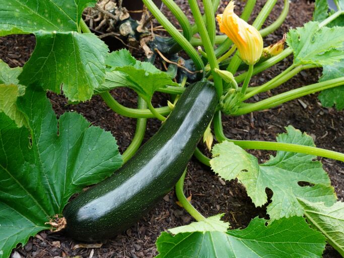 Große dunkelgrüne Zucchini mit gelber Blüte wächst an einer Pflanze mit großen grünen Blättern auf brauner Erde.