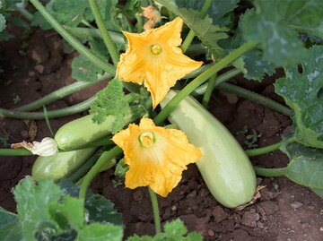 Zucchini angepflanzt im Garten