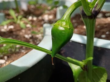 Ein junger grüner Paprika hängt an einer Pflanze mit kräftigen Stielen in einem Topfgarten.
