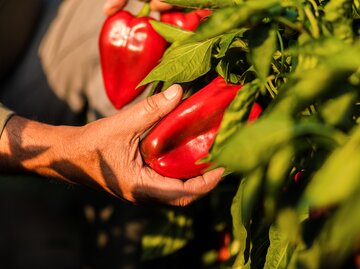 Nahaufnahme einer Hand, die eine glänzende rote Paprika von einer Pflanze in der Abendsonne pflückt.