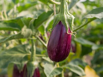 Nahaufnahme einer glänzenden, violetten Aubergine, die an einer Pflanze im grünen Gemüsegarten hängt.